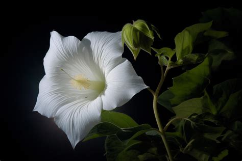 The Moonflower and Lunar Magick